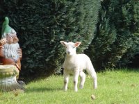 Zum Vergrössern bitte hier klicken !